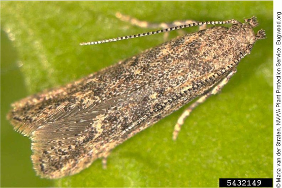 Adulto di Tuta absoluta