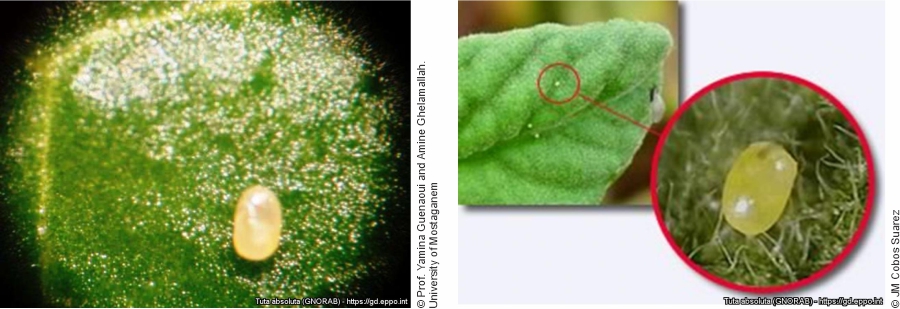 Uova di Tuta absoluta