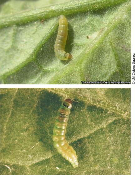 Larva di Tuta absoluta