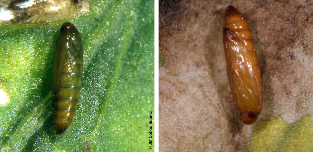 Pupe di Tuta absoluta