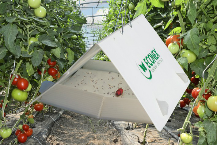 ECONEX TRIANGOLARE BIANCA con catture di Tuta absoluta